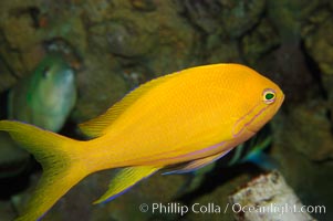 Square-spot fairy basslet, female coloration, Pseudanthias pleurotaenia