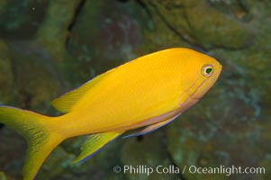 Square-spot fairy basslet, female coloration, Pseudanthias pleurotaenia