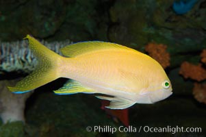 Square-spot fairy basslet, female coloration, Pseudanthias pleurotaenia