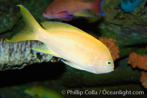 Square-spot fairy basslet, female coloration, Pseudanthias pleurotaenia