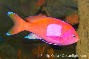 Square-spot fairy basslet, male coloration, Pseudanthias pleurotaenia