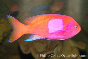 Square-spot fairy basslet, male coloration, Pseudanthias pleurotaenia