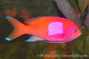 Square-spot fairy basslet, male coloration, Pseudanthias pleurotaenia