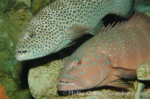 Squaretail coralgrouper (upper) and spotted coralgrouper (lower), Plectropomus areolatus, Plectropomus maculatus