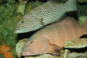 Squaretail coralgrouper (upper) and spotted coralgrouper (lower), Plectropomus areolatus, Plectropomus maculatus