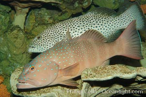 Squaretail coralgrouper (upper) and spotted coralgrouper (lower), Plectropomus areolatus, Plectropomus maculatus