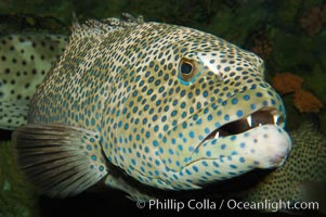 Squaretail coralgrouper, Plectropomus areolatus