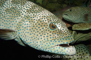 Squaretail coralgrouper, Plectropomus areolatus