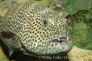 Squaretail coralgrouper, Plectropomus areolatus