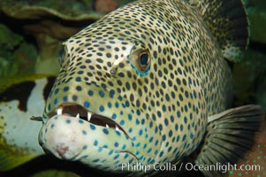 Squaretail coralgrouper, Plectropomus areolatus