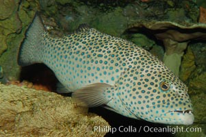 Squaretail coralgrouper, Plectropomus areolatus