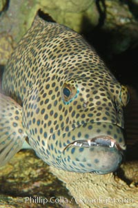 Squaretail coralgrouper, Plectropomus areolatus