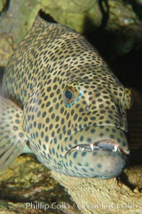 Squaretail coralgrouper, Plectropomus areolatus