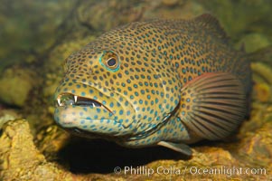 Squaretail coralgrouper, Plectropomus areolatus