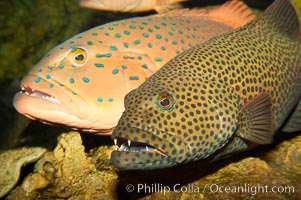 Squaretail coralgrouper (front) and spotted coralgrouper (rear), Plectropomus areolatus, Plectropomus maculatus