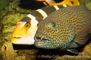 Squaretail coralgrouper (front) and saddleback coralgrouper (rear), Plectropomus areolatus, Plectropomus laevis