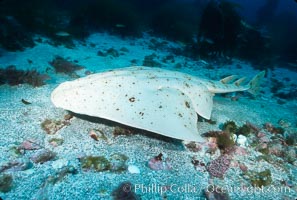 Angel shark, Islas San Benito, Squatina californica, San Benito Islands (Islas San Benito)