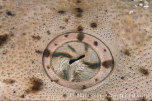 Angel shark eye detail, Squatina californica, San Benito Islands (Islas San Benito)