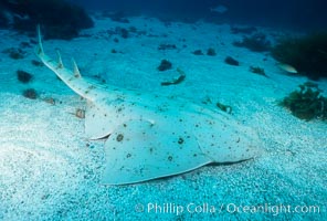 Angel shark, Islas San Benito, Squatina californica, San Benito Islands (Islas San Benito)