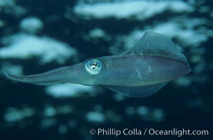 Squid, Roatan