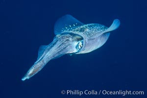 Squid, Roatan