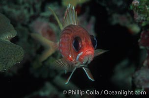 Squirrelfish, Sargocentron, Roatan