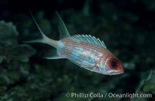 Squirrelfish, Sargocentron, Roatan