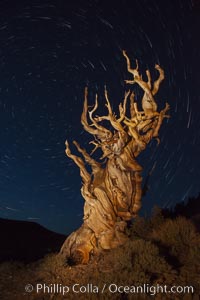 Stars trails above ancient bristlecone pine trees, in the White Mountains at an elevation of 10,000' above sea level.  These are some of the oldest trees in the world, reaching 4000 years in age, Pinus longaeva, Ancient Bristlecone Pine Forest, White Mountains, Inyo National Forest
