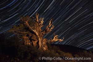 Stars trails above ancient bristlecone pine trees, in the White Mountains at an elevation of 10,000' above sea level.  These are some of the oldest trees in the world, reaching 4000 years in age, Pinus longaeva, Ancient Bristlecone Pine Forest, White Mountains, Inyo National Forest