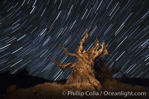 Stars trails above ancient bristlecone pine trees, in the White Mountains at an elevation of 10,000' above sea level.  These are some of the oldest trees in the world, reaching 4000 years in age.