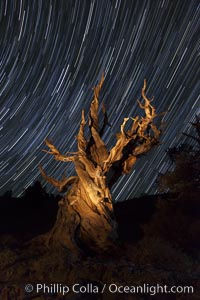 Stars trails above ancient bristlecone pine trees, in the White Mountains at an elevation of 10,000' above sea level.  These are some of the oldest trees in the world, reaching 4000 years in age, Pinus longaeva, Ancient Bristlecone Pine Forest, White Mountains, Inyo National Forest