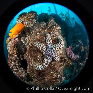 Starfish and garibaldi on the reef, San Clemente Island