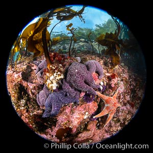 Starfish cling to a rocky reef, surrounded by other colorful invertebrate life. Browning Pass, Vancouver Island