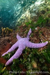 Starfish cling to a rocky reef, surrounded by other colorful invertebrate life. Browning Pass, Vancouver Island