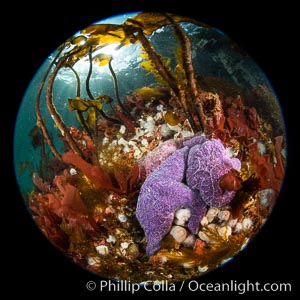 Starfish cling to a rocky reef, surrounded by other colorful invertebrate life. Browning Pass, Vancouver Island