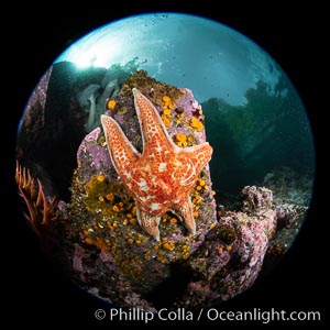 Starfish cling to a rocky reef, surrounded by other colorful invertebrate life. Browning Pass, Vancouver Island