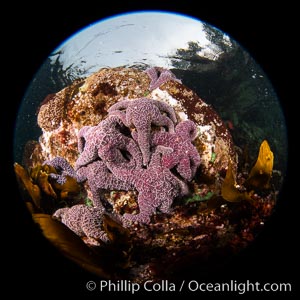 Starfish cling to a rocky reef, surrounded by other colorful invertebrate life. Browning Pass, Vancouver Island