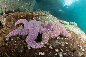 Starfish cling to a rocky reef, surrounded by other colorful invertebrate life. Browning Pass, Vancouver Island