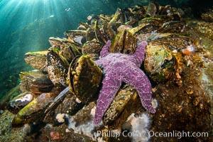 Starfish cling to a rocky reef, surrounded by other colorful invertebrate life. Browning Pass, Vancouver Island