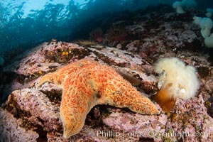 Starfish cling to a rocky reef, surrounded by other colorful invertebrate life. Browning Pass, Vancouver Island