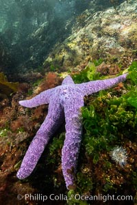 Starfish cling to a rocky reef, surrounded by other colorful invertebrate life. Browning Pass, Vancouver Island