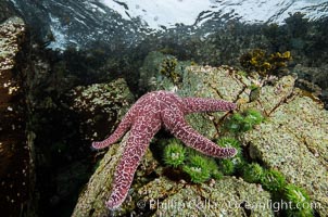 Starfish cling to a rocky reef, surrounded by other colorful invertebrate life. Browning Pass, Vancouver Island