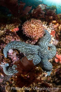 Starfish cling to a rocky reef, surrounded by other colorful invertebrate life. Browning Pass, Vancouver Island