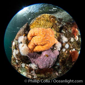 Starfish cling to a rocky reef, surrounded by other colorful invertebrate life. Browning Pass, Vancouver Island