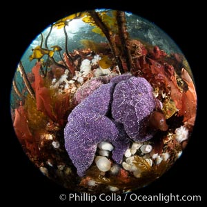 Starfish cling to a rocky reef, surrounded by other colorful invertebrate life. Browning Pass, Vancouver Island