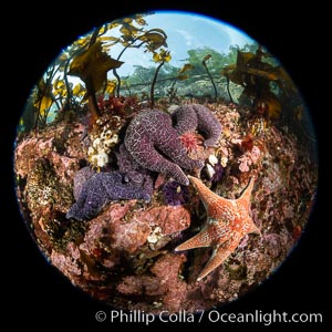 Starfish cling to a rocky reef, surrounded by other colorful invertebrate life. Browning Pass, Vancouver Island