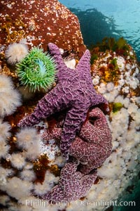 Colorful starfish and anemones cling to submarine rocks, on the subtidal reef, Browning Pass, Vancouver Island, Metridium senile