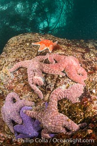 Colorful starfish cling to submarine rocks, on the subtidal reef, Browning Pass, Vancouver Island