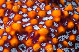 Starfish Sea Star Detail, Sea of Cortez, Mexico, Isla San Diego, Baja California