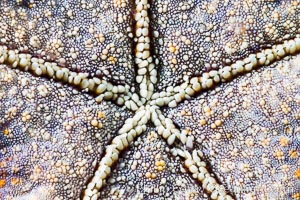 Starfish Sea Star Detail, Sea of Cortez, Mexico, Isla San Diego, Baja California